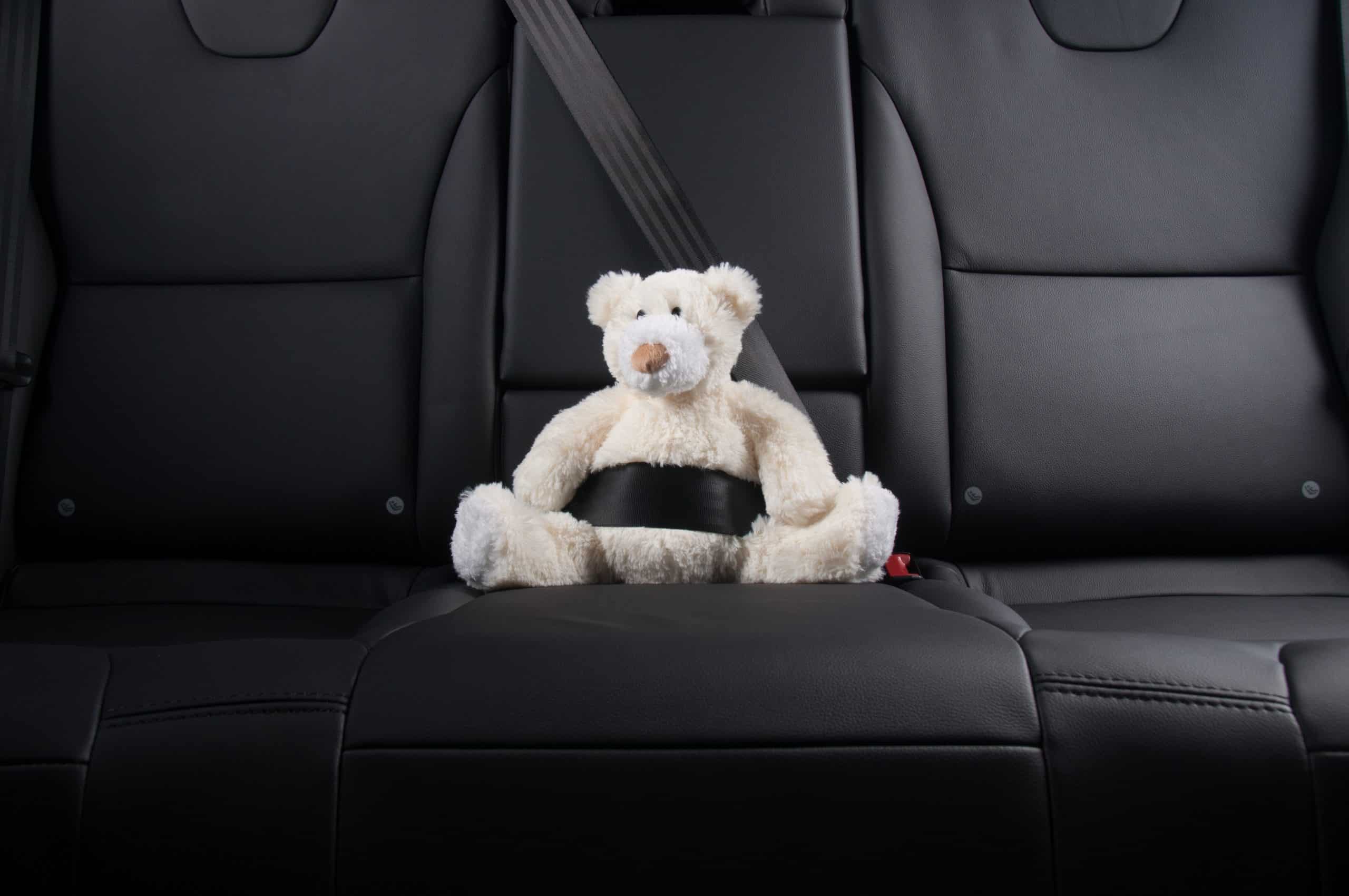 Teddy bear strapped in with seat belt in back seat of car